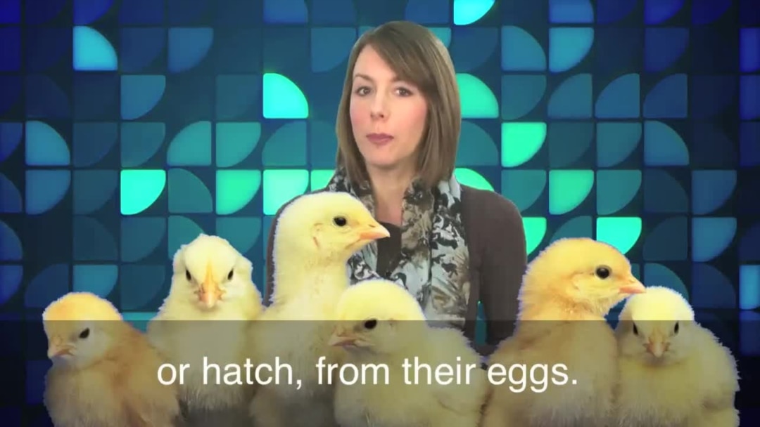 English in a Minute: Don't Count Your Chickens Before They Hatch