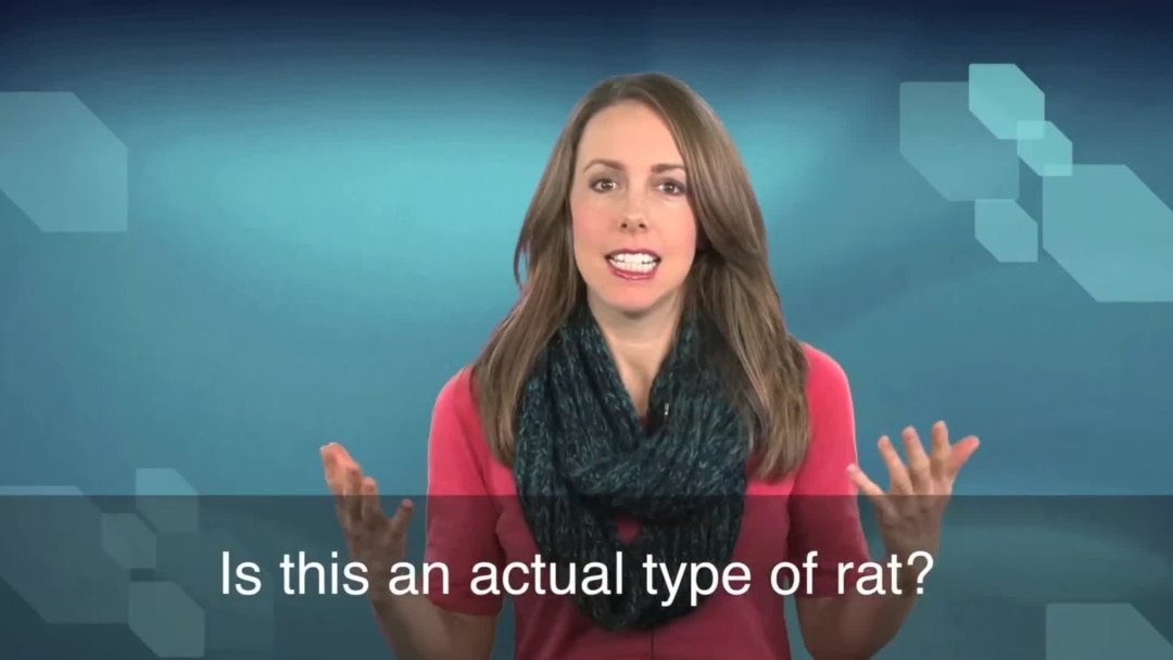 English in a Minute: Pack Rat