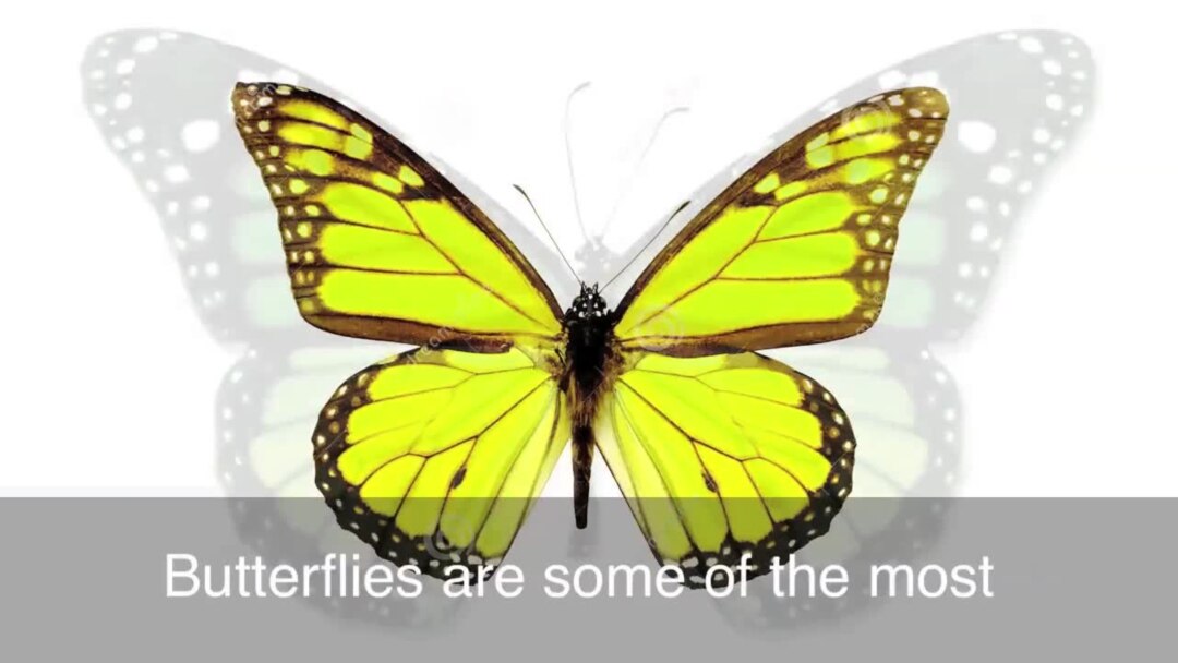 English in a Minute: To Have Butterflies
